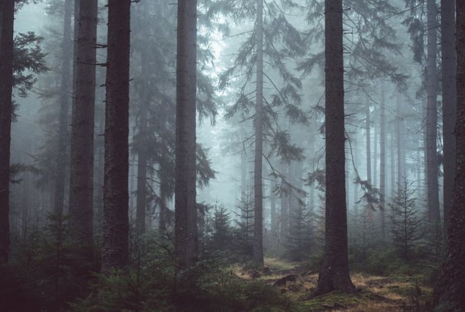 Wir säubern unser Wäldchen auf dem Mallendarer Berg