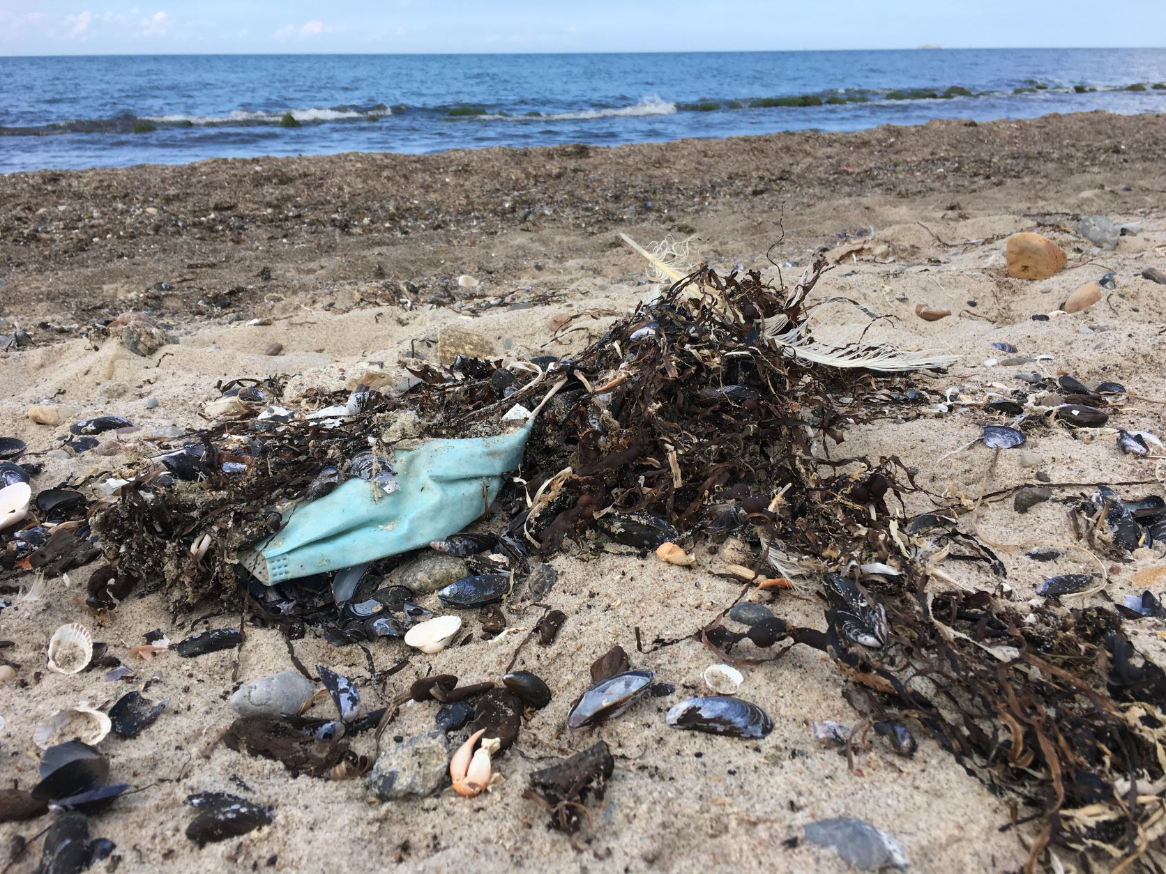 Coastal Cleanup am World Cleanup Day im Naturschutzgebiet Riedensee (Mecklenburg-Vorpommern)