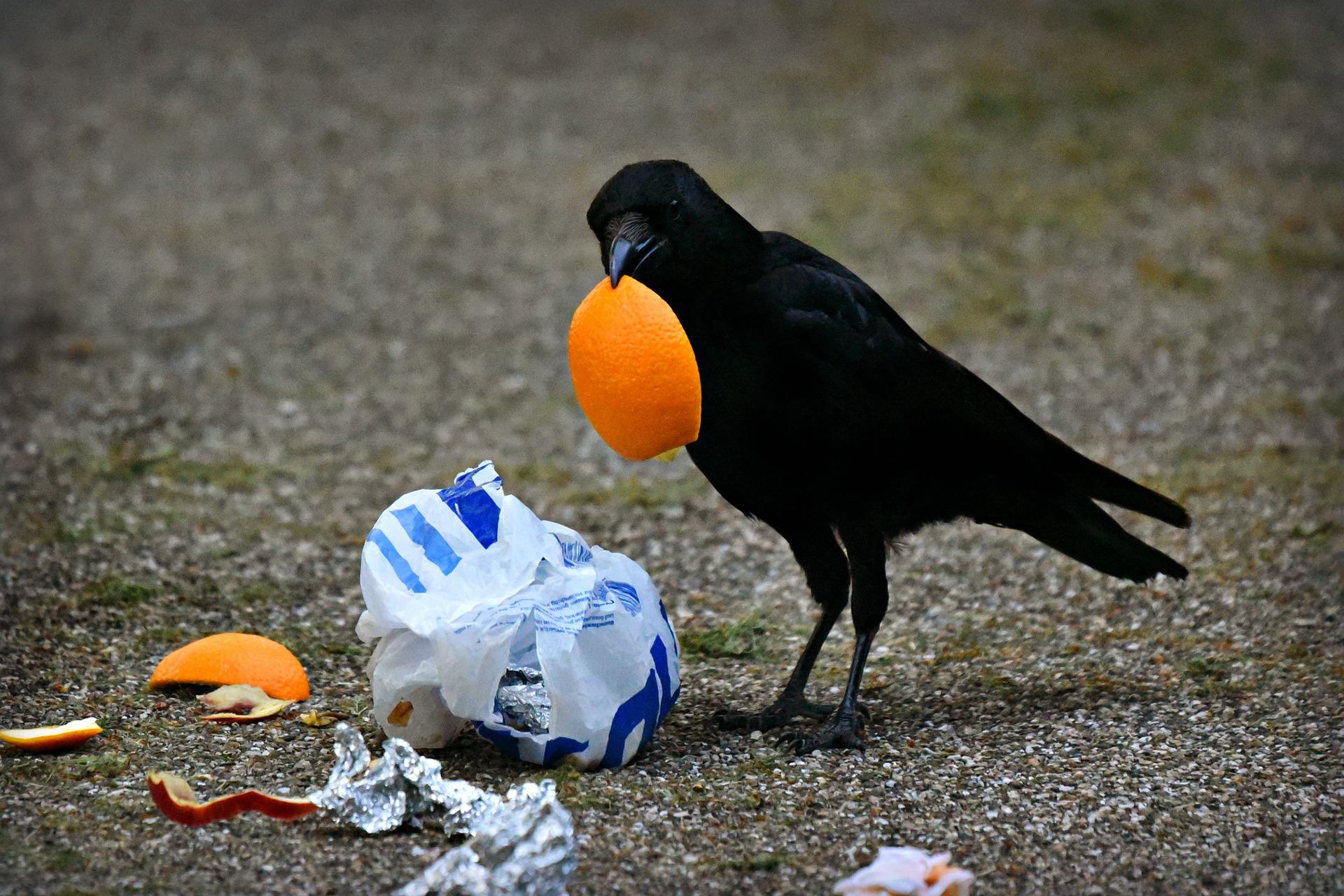 Clean up rund um das Tierheim Essen (Nordrhein-Westfalen)