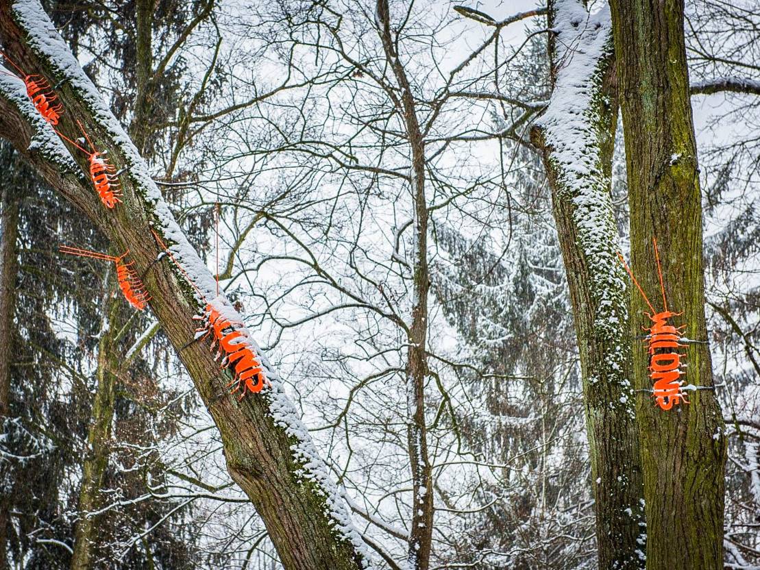 Cleanup an der Wildnisfläche "Grünberger Weg" (Niedersachsen)