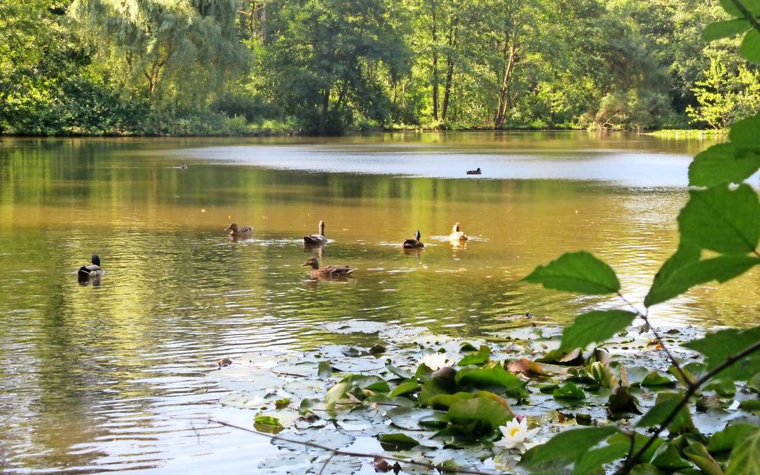 Saar Clean up Simmschelweiher Völklingen (Saarland)