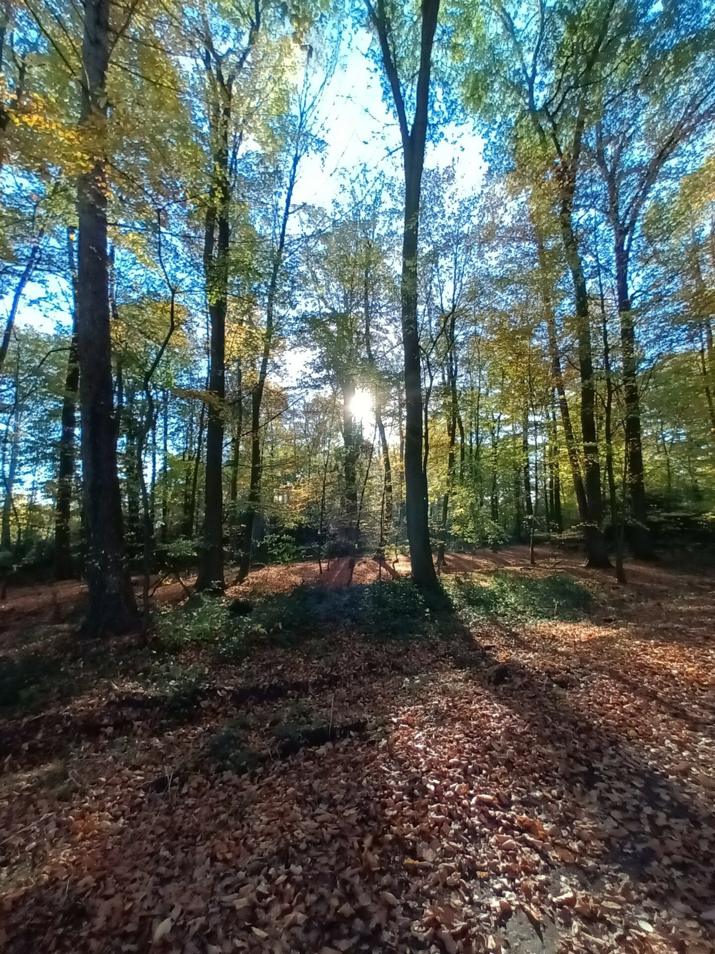 Clean up Rüenberger Wald, Gronau (NRW)