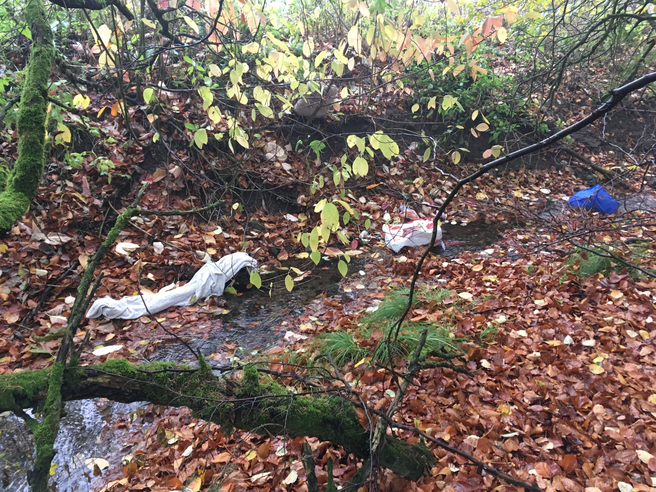 Wir säubern den Fluss. (Thüringen)