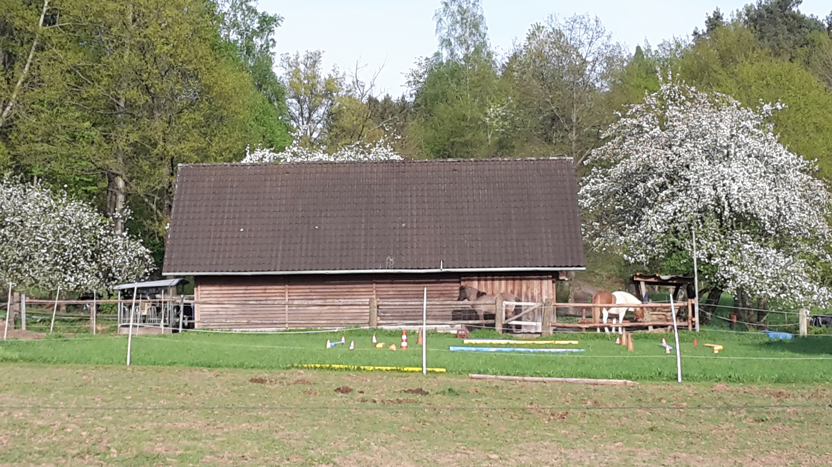 Islandpferde vom Ohrenberg,  Horbach (RLP)