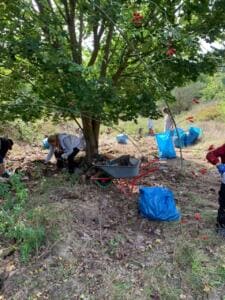 Mehrere Menschen sammeln auf einem Waldstück unter einer Eberesche Müll in blaue Säcke und eine Schubkarre.